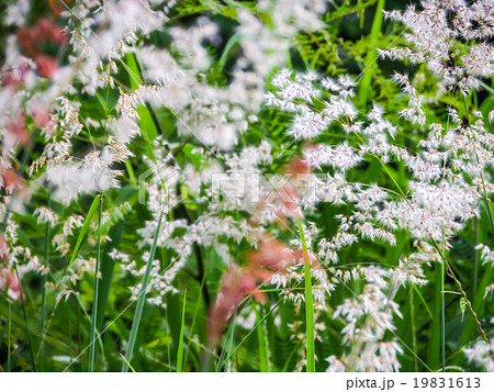 Grass flower and meadow Grass flower and meadow 19831613