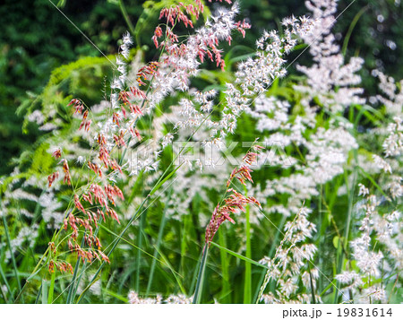 Grass flower and meadow Grass flower and meadow 19831614