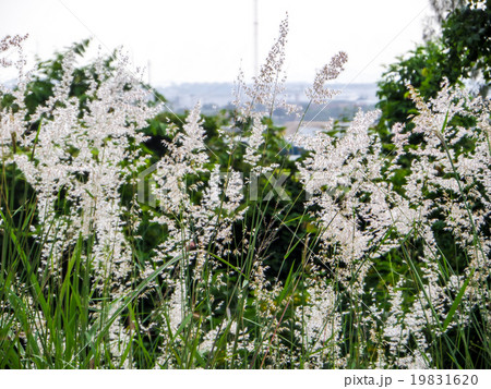 Grass flower and meadow Grass flower and meadow 19831620