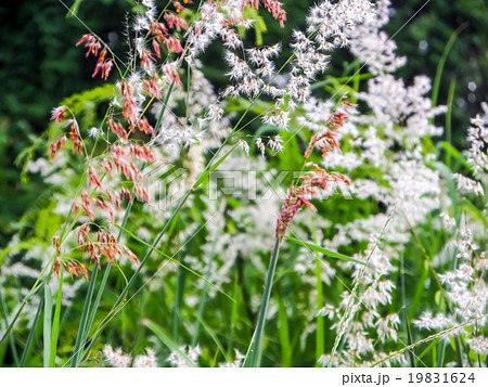 Grass flower and meadow 19831624