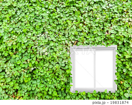 Clover background in the garden 19831874