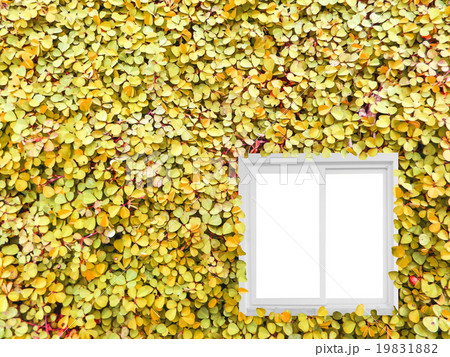 Clover background in the garden Clover background in the garden 19831882