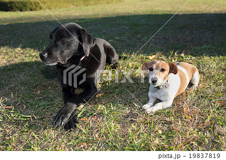 小型犬と大型犬が並んで伏せるの写真素材