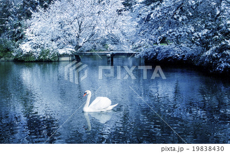 Beautiful Swan Lake in Winter Scene Peaceful Concept 19838430