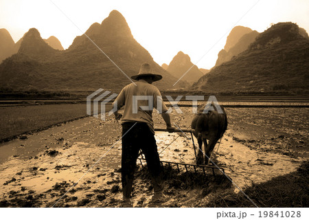 Plough Rice Paddy Guangxi China Tranquil Remote Concept Plough Rice Paddy Guangxi China Tranquil Remote Concept 19841028