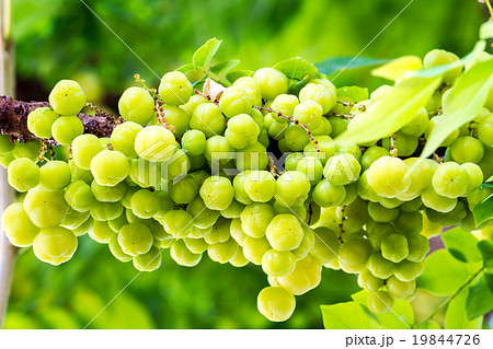 star gooseberry or Phyllanthus acidus on tree. 19844726