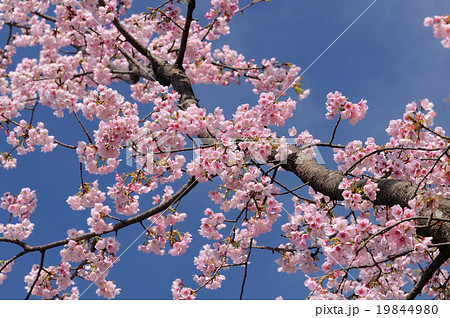 安行桜-01 19844980