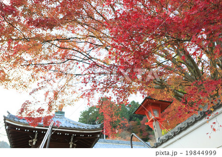 紅葉　-京都 善峯寺- 19844999