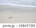 浜辺のカニさん 19845789