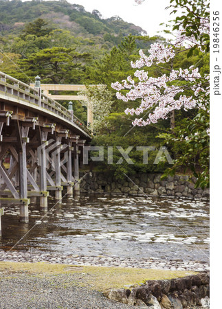 春の伊勢神宮　桜と宇治橋と五十鈴川の風景 19846256