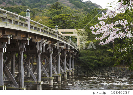 春の伊勢神宮　桜と宇治橋の風景 19846257
