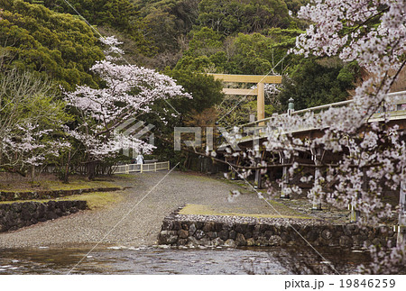 伊勢神宮　春　桜 19846259
