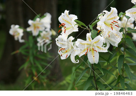 ヤマユリ満開 19846463