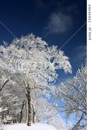 山稜のブナ 19846464