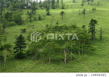 森林限界の木々 19846465
