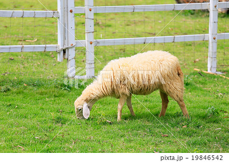 Sheep forage in sunny summer pasture 19846542