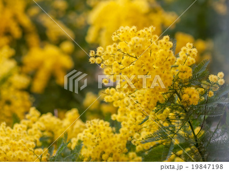 Acacia (acacia dealbata) yellow flowers closeup Acacia (acacia dealbata) yellow flowers closeup 19847198