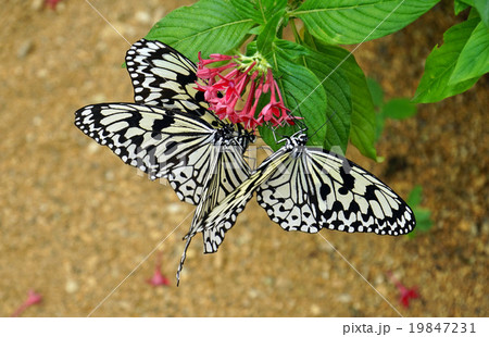 西表島での花の蜜を吸うオオゴマダラ−２ 19847231