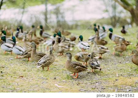 Pack of ducks outdoors in the field Pack of ducks outdoors in the field 19848582