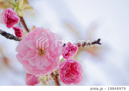 八重桜 19848979