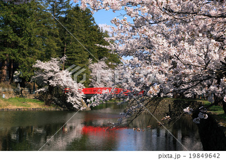 春の米沢城址堀 19849642