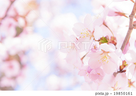 桜（ふんわり） 19850161