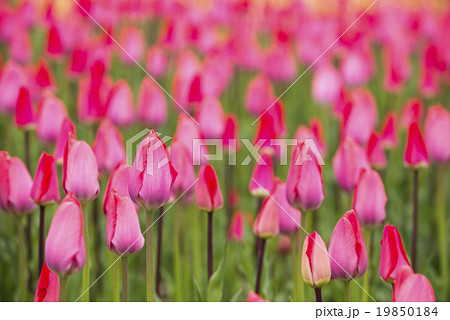 チューリップ（つぼみ） 19850184