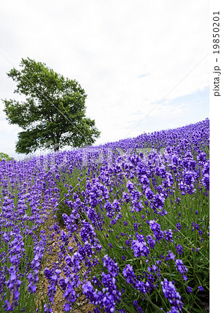 ラベンダー畑(札幌 幌見峠) ラベンダー畑(札幌 幌見峠) 19850201