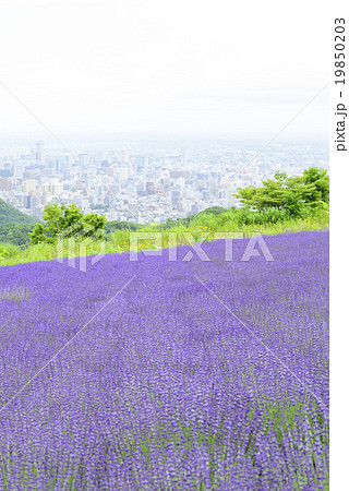 ラベンダー畑と札幌の街並み(札幌 幌見峠) ラベンダー畑と札幌の街並み(札幌 幌見峠) 19850203