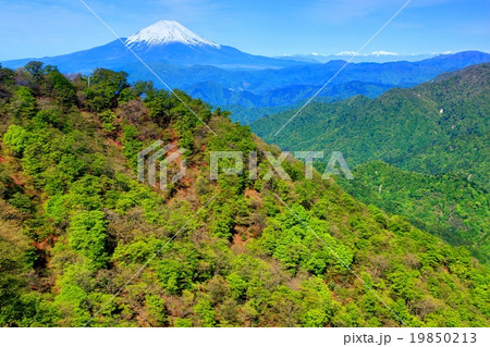 丹沢・鍋割山稜の新緑と富士山 19850213