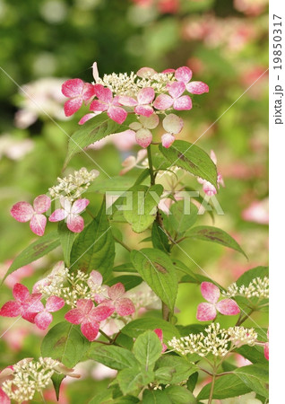 紫陽花　クレナイ 19850317