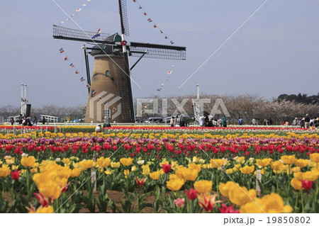 オランダ風車とチューリップ畑２ 19850802