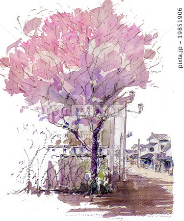 桜の街路樹のスケッチのイラスト素材