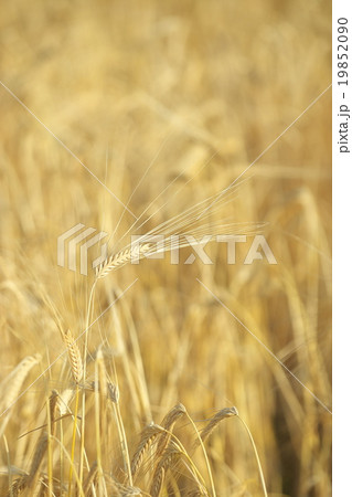 京都の二条大麦 19852090