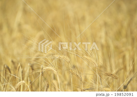 京都の二条大麦 19852091