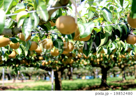 梨園 19852480