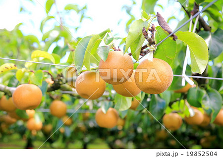 梨園 梨園 19852504