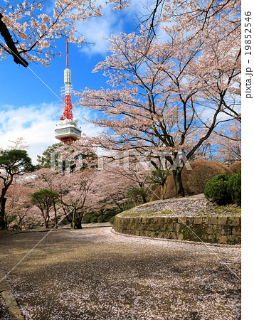 宇都宮タワーと八幡山公園の桜 19852546