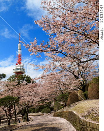 宇都宮タワーと八幡山公園の桜の写真素材