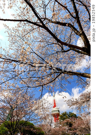 宇都宮タワーと八幡山公園の桜の写真素材