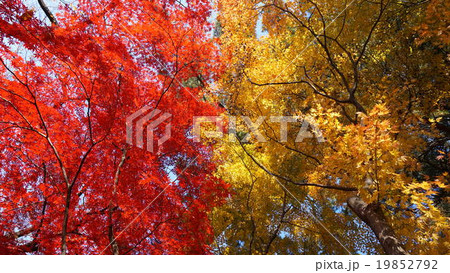 紅葉と黄葉 19852792