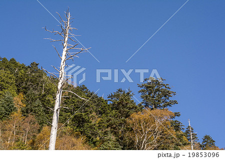 秋の安房峠の枯木立と黄葉 19853096