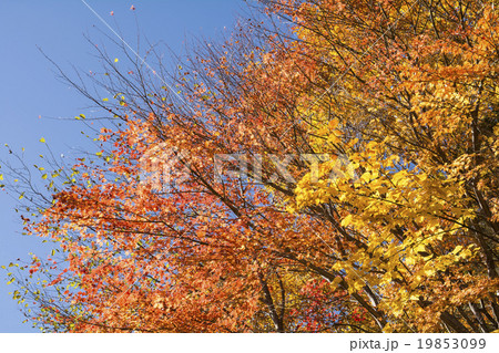 安曇のウリハダカエデとコミネカエデの紅葉 19853099