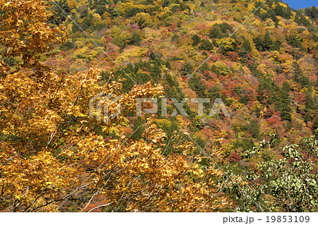 安曇の紅葉の原生林をバックにアカイタヤの黄葉 19853109