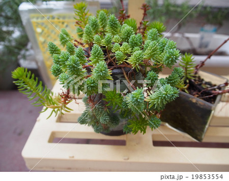 多肉植物 19853554