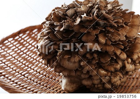 舞茸 舞茸 19853756