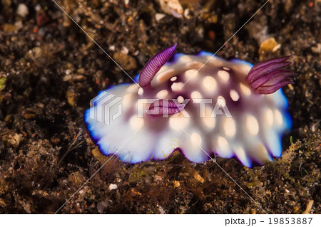 Goniobranchus hintuanensis Nudibranch, Sea Slug 19853887