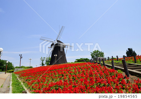 風車とサルビア 19854565