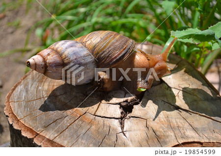 Snail on a stump in nature 19854599