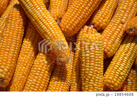 purified corn purified corn 19854608